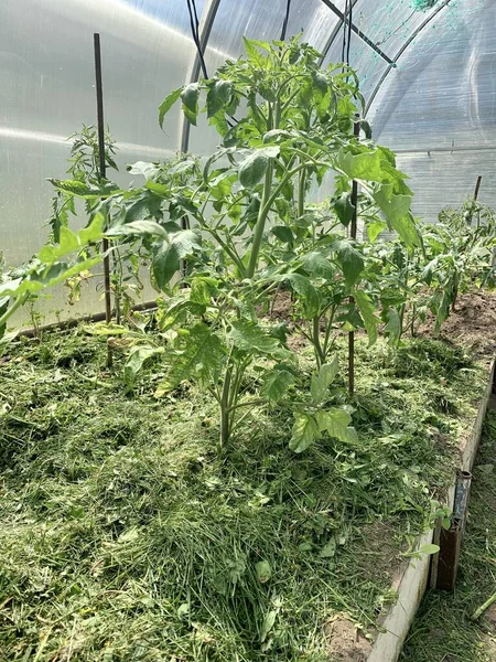 Tomato Seedlings Mulched Finely Cut Grass Greenhouse — Stockfoto