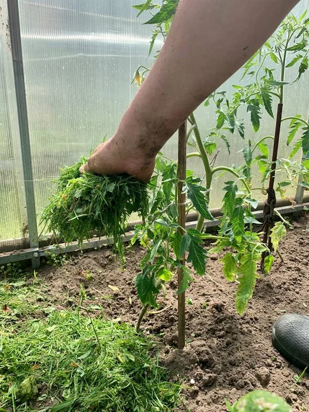 Tomato Seedlings Mulched Finely Cut Grass Greenhouse — Stok Foto