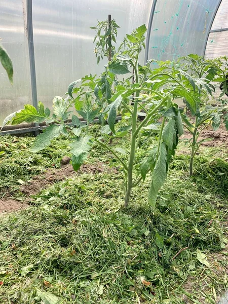 番茄幼苗在温室里用细碎的青草覆盖着 — 图库照片