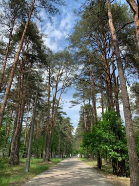Güneşli bir günde asfalt yolu olan yeşil çam ormanı. Boş bir yolu olan çam ormanı. Ağaçların arasındaki yol..
