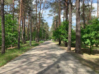 Yeşil ormanda asfalt yol