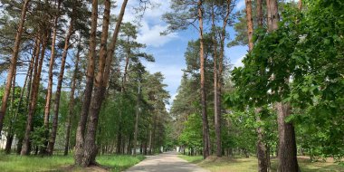 Güneşli bir günde asfalt yolu olan yeşil çam ormanı. Boş bir yolu olan çam ormanı. Ağaçların arasındaki yol..