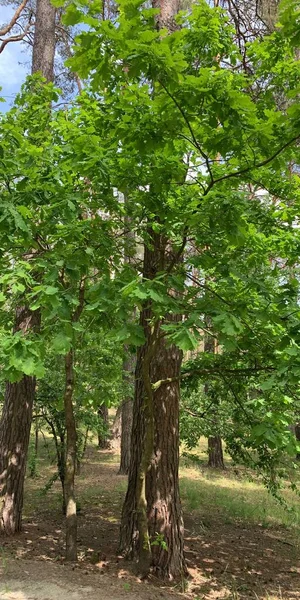 在树的背景上有绿叶的枝条 植物和植物学自然纹理 — 图库照片