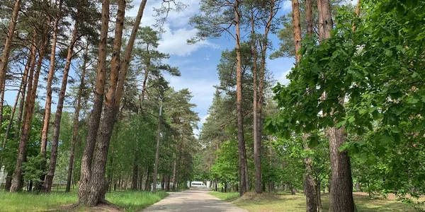 Yeşil ormanda asfalt yol