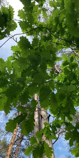 绿橡木在蓝天的映衬下生长 植物和植物学自然纹理 — 图库照片