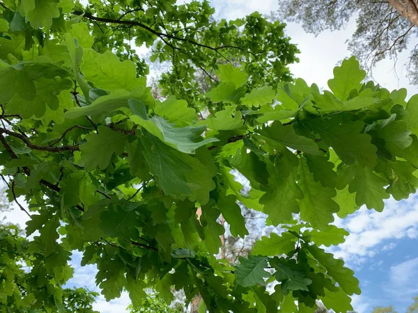 Carvalho Verde Sai Contra Céu Azul Plantas Botânica Textura Natureza — Fotografia de Stock