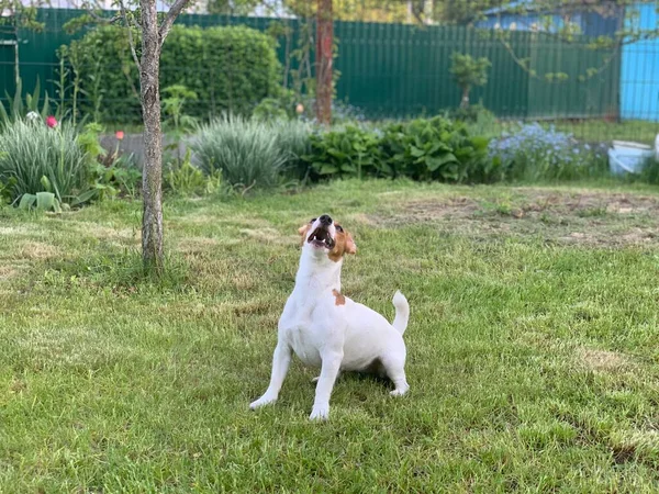 Jack Russell Terrier Pies Siedzi Zielonej Trawie — Zdjęcie stockowe