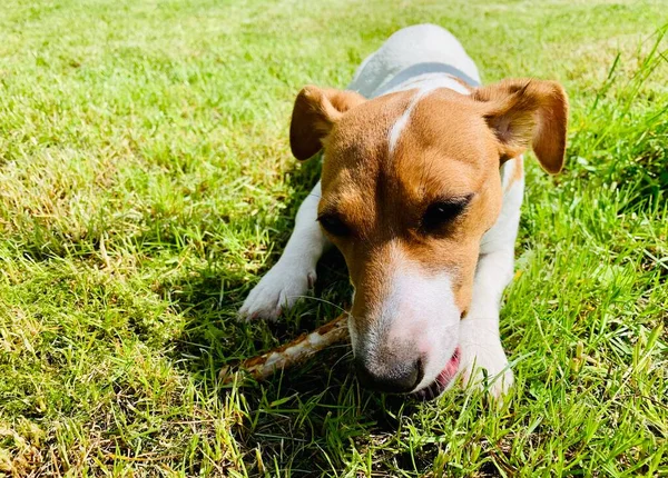 Dog Jack Russell Terrier Gnaws Bone Close — Stock Fotó