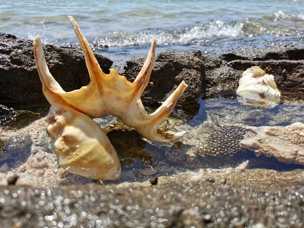 Deniz Kabuğu Kıyıya Yakın Çekim Tatil Kavramı — Stok fotoğraf