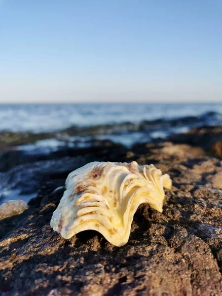 Deniz Kabuğu Kıyıya Yakın Çekim Tatil Kavramı — Stok fotoğraf