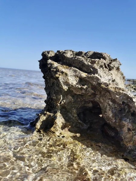 Deniz Kabuğu Kıyıya Yakın Çekim Tatil Kavramı — Stok fotoğraf
