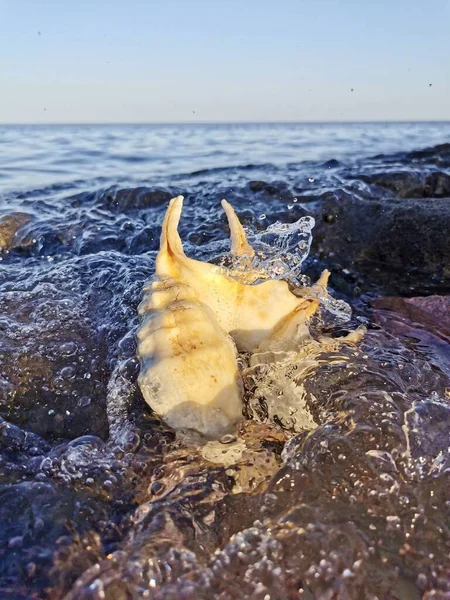 Deniz Kabuğu Kıyıya Yakın Çekim Tatil Kavramı — Stok fotoğraf