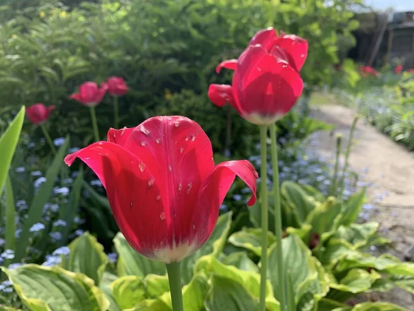 在蔬菜园的花坛上长着红色的郁金香 — 图库照片