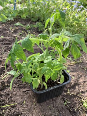 Plastik bir kabın içinde domates tohumları yerde.. 