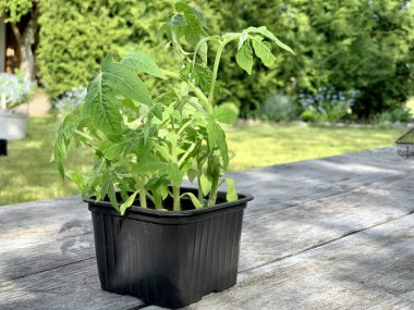 Ahşap bir arka planda plastik bir kabın içinde domates tohumları. Boşluğu kopyala.