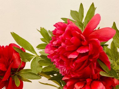 Beyaz arka planda bir buket kırmızı şakayık. Yakın plan. Uzayı kopyala Yatay yönelim.