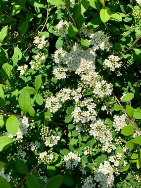 Beyaz çiçeklerden ve yeşil yapraklardan oluşan doğal bir duvar. Doku. Geçmişi. Duvar Kağıdı.