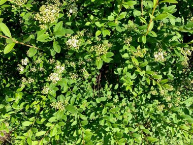 Beyaz çiçeklerden ve yeşil yapraklardan oluşan doğal bir duvar. Doku. Geçmişi. Duvar Kağıdı.