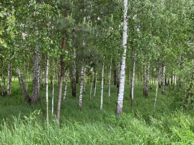 Birch korusu bir yaz günü.