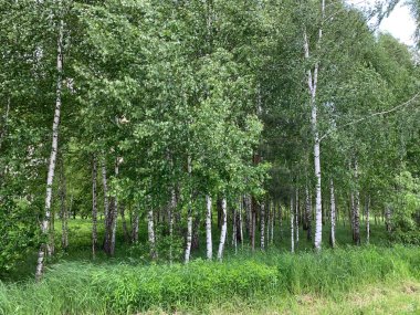 Birch korusu bir yaz günü.