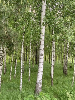 Birch korusu bir yaz günü.