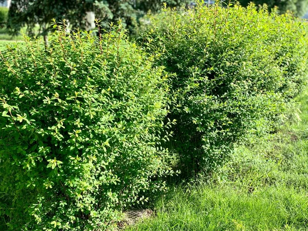 A row of ornamental shrubs in the garden.