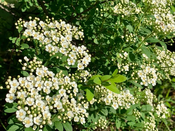 Naturalna Ściana Białych Kwiatów Zielonych Liści Teksturę Kontekst Tapeta — Zdjęcie stockowe
