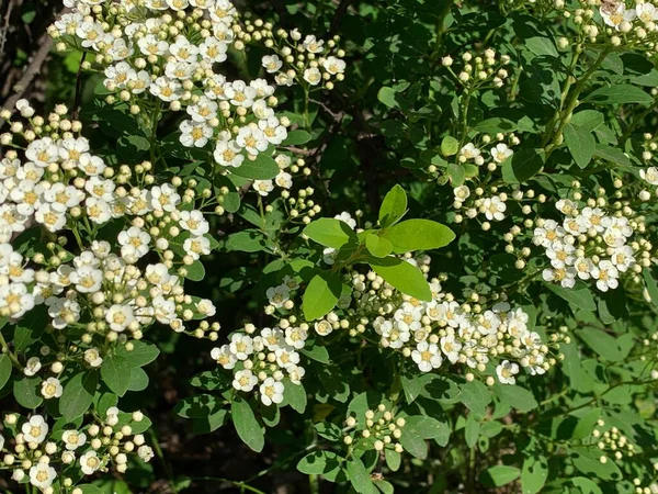 Beyaz çiçeklerden ve yeşil yapraklardan oluşan doğal bir duvar. Doku. Geçmişi. Duvar Kağıdı.