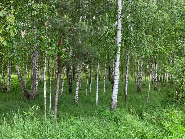 Birch korusu bir yaz günü.