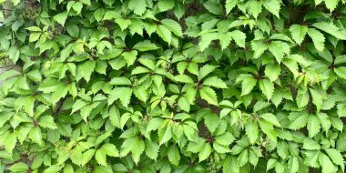 Yeşil üzüm yapraklarından elde edilen arka plan, yakından çekilmiş. Sarmaşık. Yeşil yapraklardan oluşan canlı bir duvar. Üzüm yapraklarından duvar kağıdı.