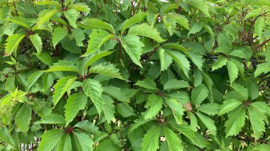 Yeşil üzüm yapraklarından elde edilen arka plan, yakından çekilmiş. Yeşil yapraklardan oluşan canlı bir duvar.