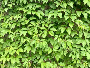 Yeşil üzüm yapraklarından elde edilen arka plan, yakından çekilmiş. Sarmaşık. Yeşil yapraklardan oluşan canlı bir duvar. Üzüm yapraklarından duvar kağıdı.