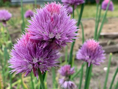 Decorative garlic blooming with a beautiful purple flower. Close-up.