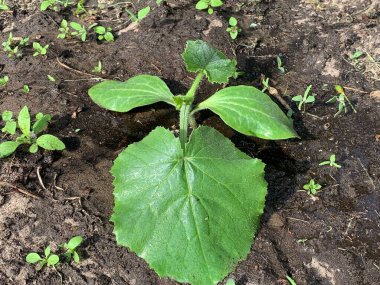 A young sprout of zucchini grows in a garden bed. Garden and vegetable garden concept.