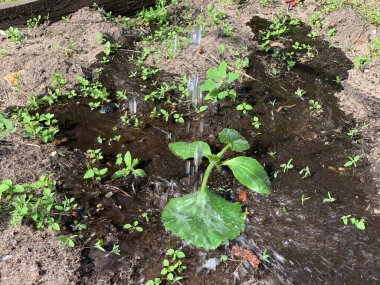 A young sprout of zucchini grows in a garden bed. Garden and vegetable garden concept.