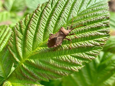 Shield beetle on a green leaf.