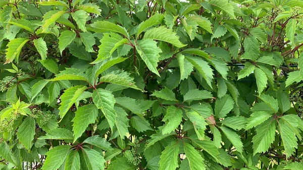 Yeşil üzüm yapraklarından elde edilen arka plan, yakından çekilmiş. Yeşil yapraklardan oluşan canlı bir duvar.