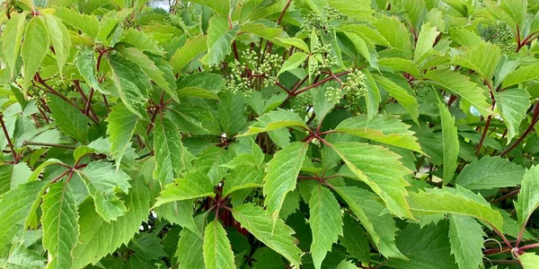 Background Green Leaves Wild Grapes Close Living Wall Green Leaves — Stock Photo, Image