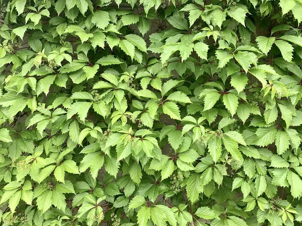 Yeşil üzüm yapraklarından elde edilen arka plan, yakından çekilmiş. Sarmaşık. Yeşil yapraklardan oluşan canlı bir duvar. Üzüm yapraklarından duvar kağıdı.