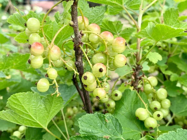 红色的醋栗灌木和未成熟的绿色浆果 花园的灌木 园圃及蔬菜园概念 — 图库照片