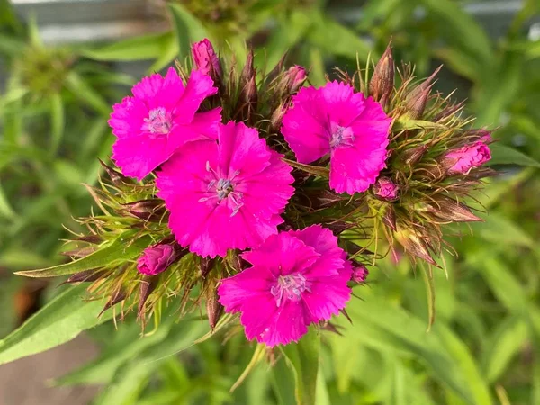 背景为明亮的粉红花朵特写 — 图库照片