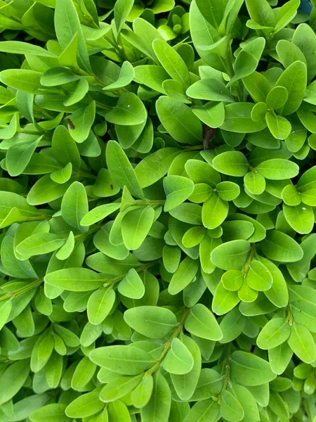 Background Green Leaves Boxwood Close Ornamental Shrub Living Wall Green — Stock Photo, Image