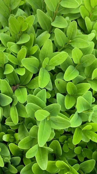 Background Green Leaves Boxwood Close Ornamental Shrub Living Wall Green — Stock Photo, Image