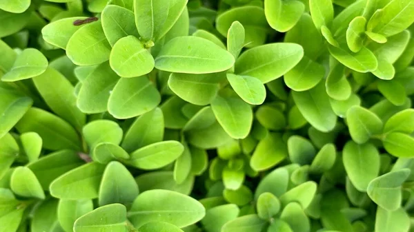 Bakgrund Från Gröna Blad Buxbom Närbild Prydnadsbuske Levande Vägg Gröna — Stockfoto