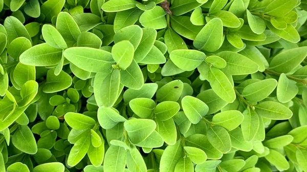 Fondo Hojas Verdes Boj Cerca Arbusto Ornamental Pared Viva Hojas — Foto de Stock