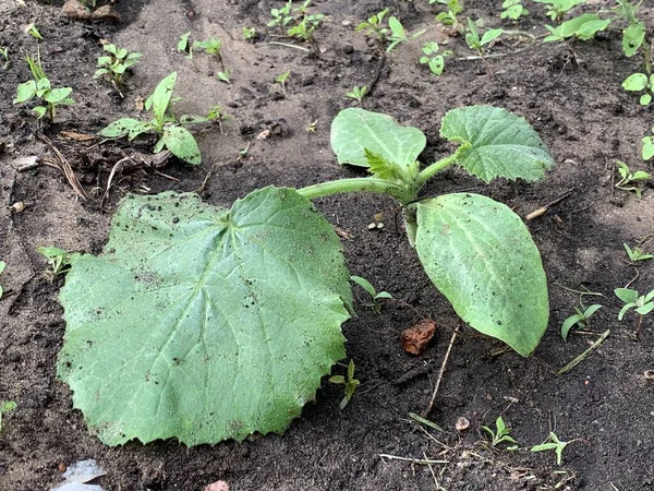 Young Sprout Zucchini Grows Garden Bed Garden Vegetable Garden Concept — Stok Foto