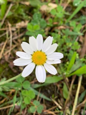 One white chamomile on a green grassy background.
