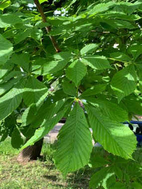 kestane ağacı yakın çekim yaprak.
