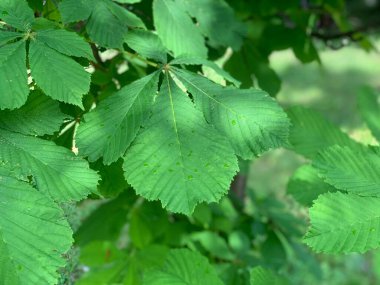 kestane ağacı yakın çekim yaprak.