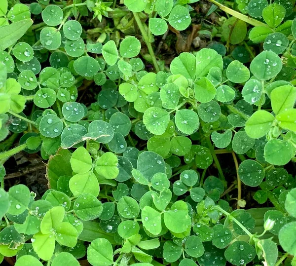 Green Clover Background Dew Drops — Foto de Stock